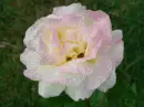 pinkrose glitter