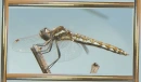 dragon fly