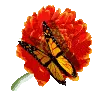 butterfly~flower