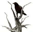 Raven