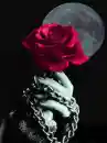 rosa,