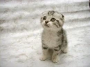 kitty