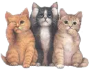 Three No Evil Kitties