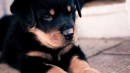 puupy