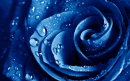 Blue Rose