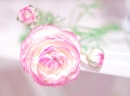 Soft Pink