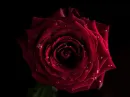 Macro Red Rose
