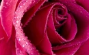 Pink Rose