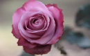 Pink Rose