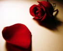 Red Rose