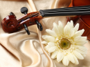 Violin and Daisy