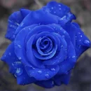 Blue Rose