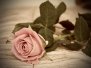 Pink Rose
