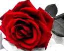 Red rose
