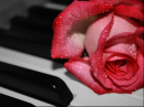 Red Rose