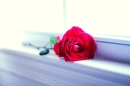 Red Rose