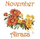November Mums - Aliraza