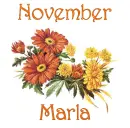 November Mums - Marla