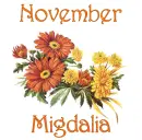 November Mums - Migdalia