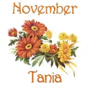 November Mums - Tania