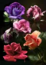 rosa