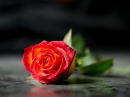 Red Rose