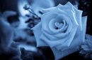 Soft Blue Rose