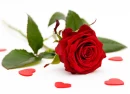 Red Rose