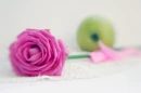 Pink Rose