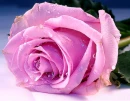 Pink Rose