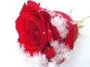 Snow Rose