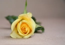 Yellow Rose