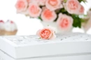 Soft Roses