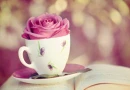 Cup of Rose