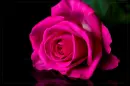 Purple Rose