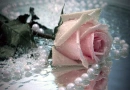 Roses with Pearl