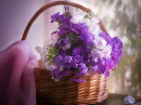 Purple Flowers