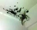 Giant Spider