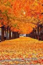 autumn