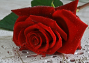 Red Rose