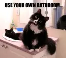  cats