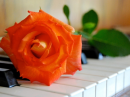 Orange Rose