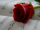 Rose Symhony