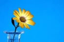 Blue Daisy