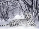 tigers
