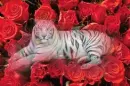 tigers