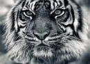 tigers