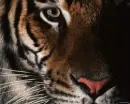 tigers