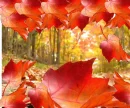 Ojas de OtoÃ±o