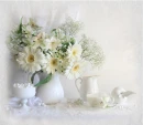 White Daisies